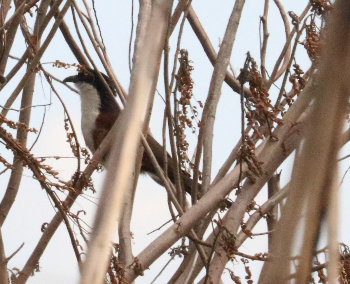 Coppery-tailed Coucal - ML618955570
