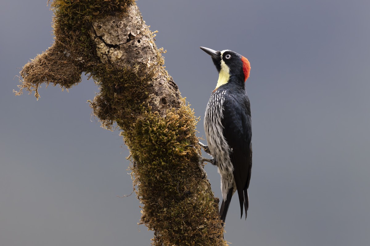 Acorn Woodpecker - ML618955586
