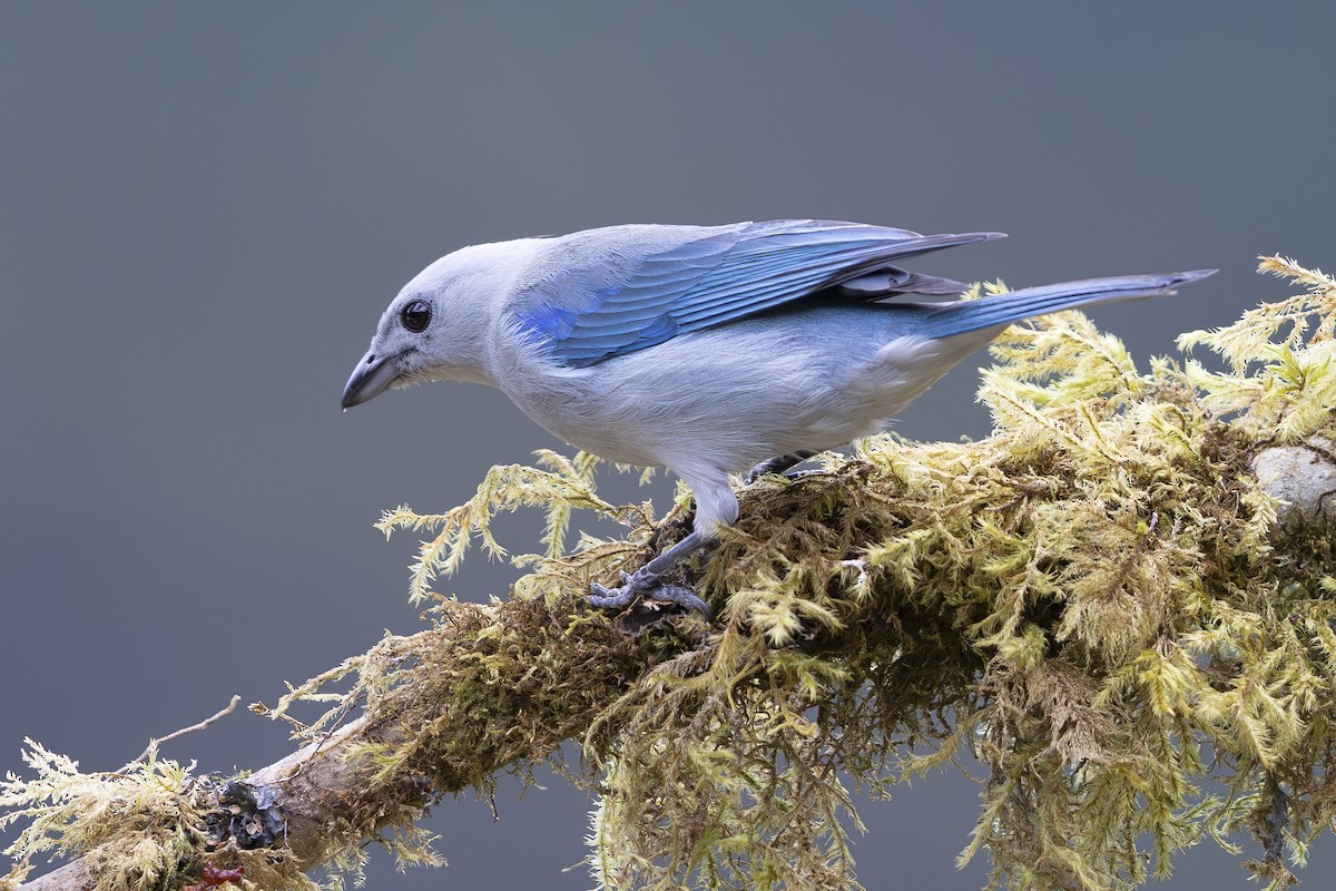 Blue-gray Tanager - ML618955596