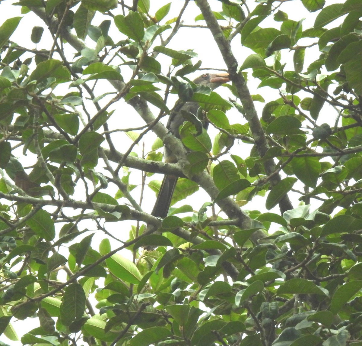 Malabar Gray Hornbill - ML618955599