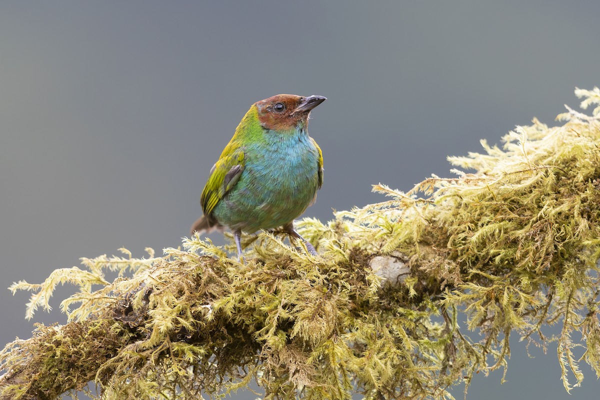 Bay-headed Tanager - ML618955618