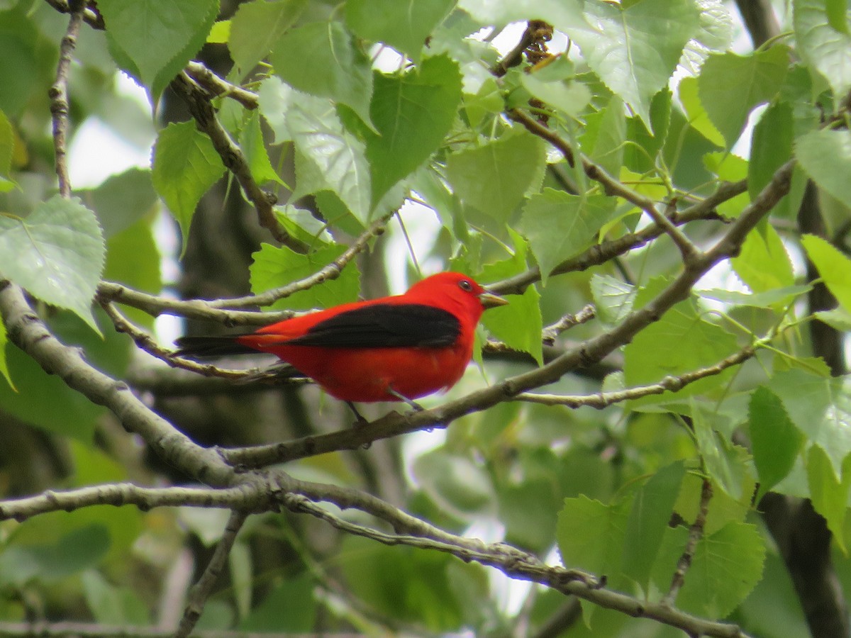 Scarlet Tanager - ML618955623