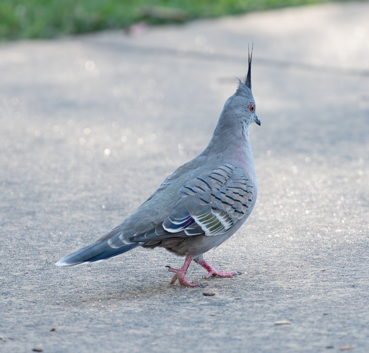 Crested Pigeon - ML618955647