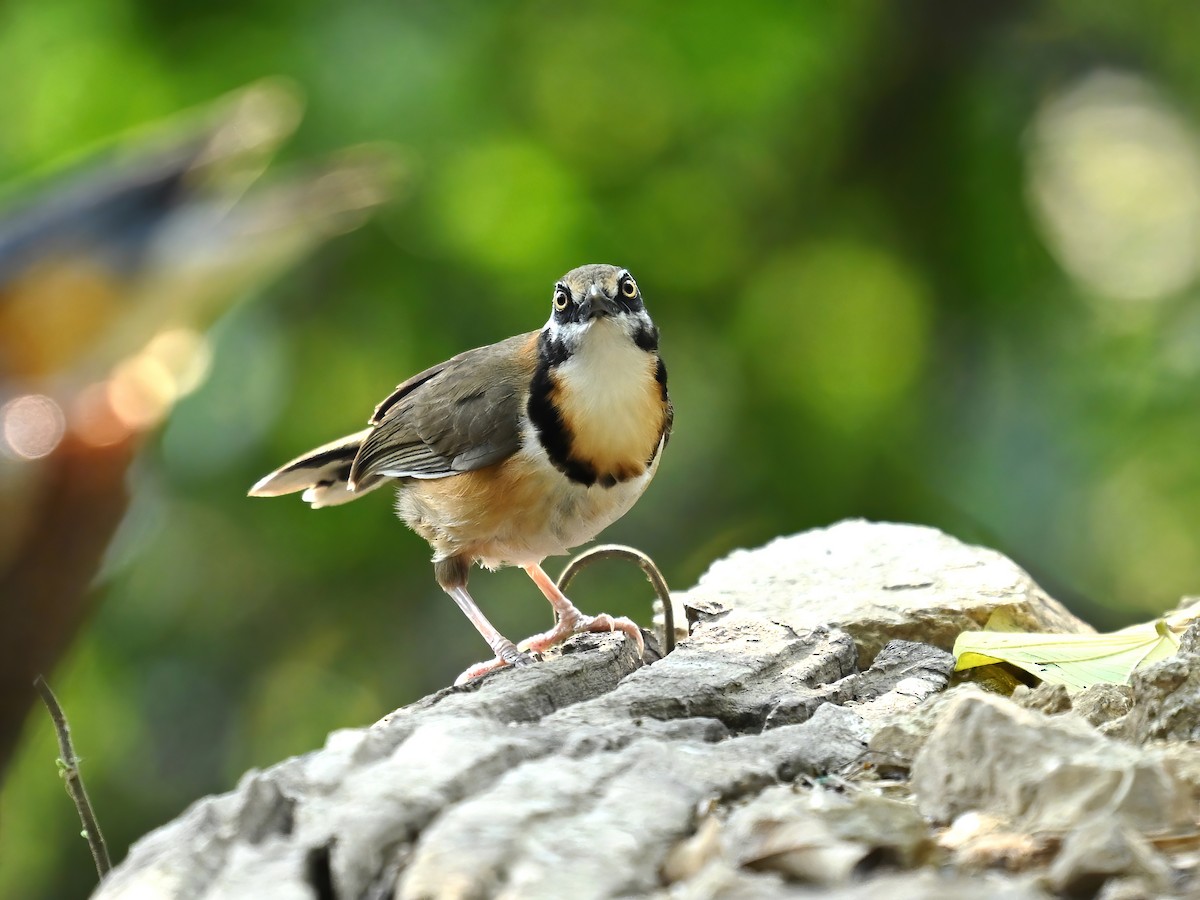 Lesser Necklaced Laughingthrush - ML618955653