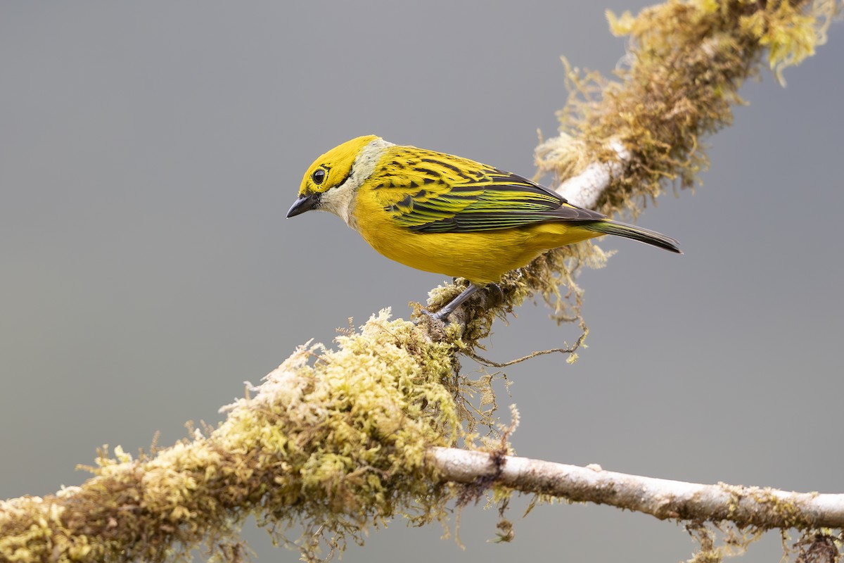 Silver-throated Tanager - ML618955656