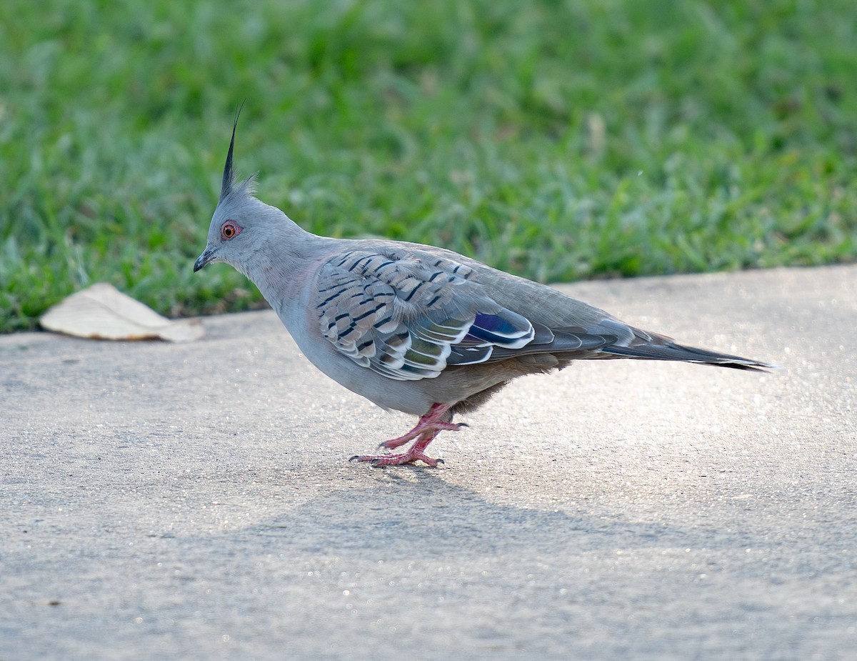 Crested Pigeon - ML618955661