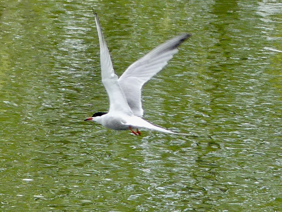 Common Tern - ML618955677