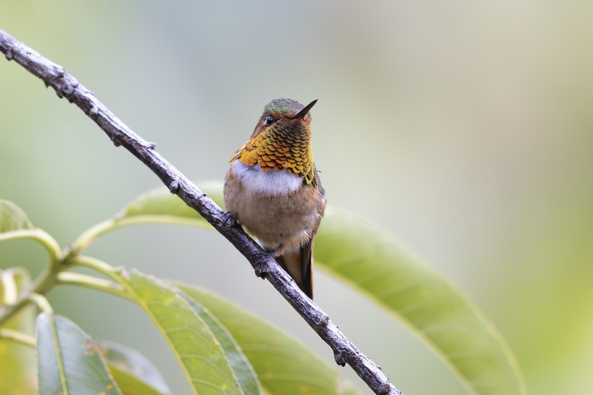 Scintillant Hummingbird - ML618955691
