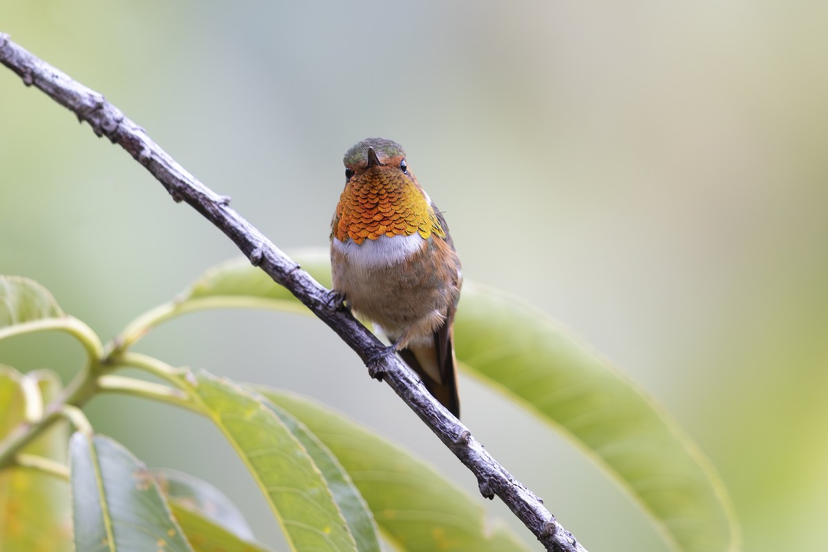 Scintillant Hummingbird - Jon Irvine