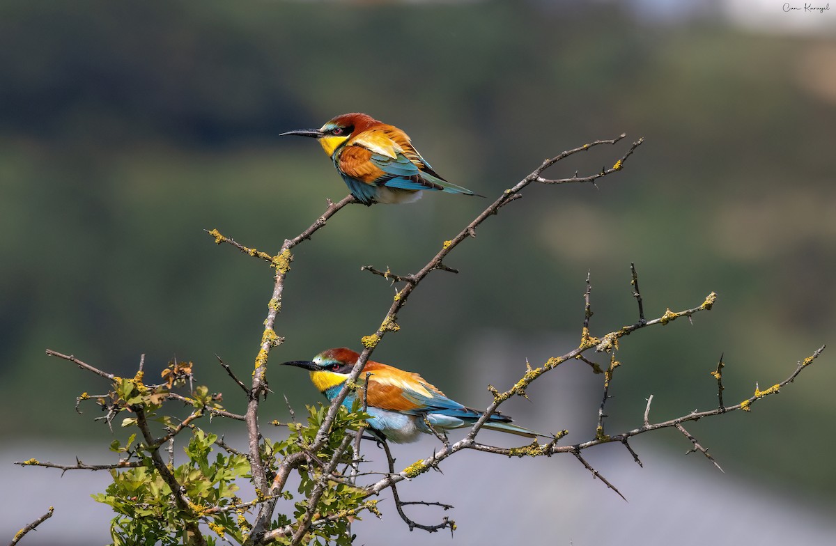European Bee-eater - Can Karayel