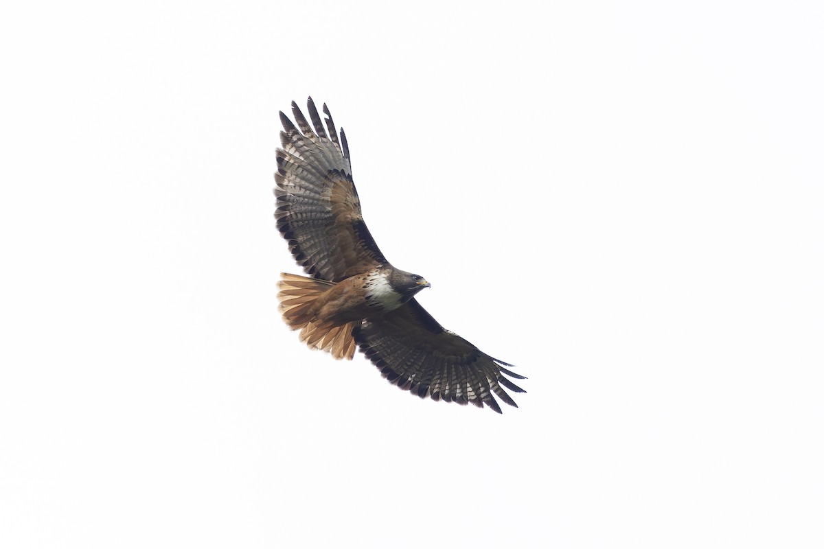 Red-tailed Hawk - Jon Irvine