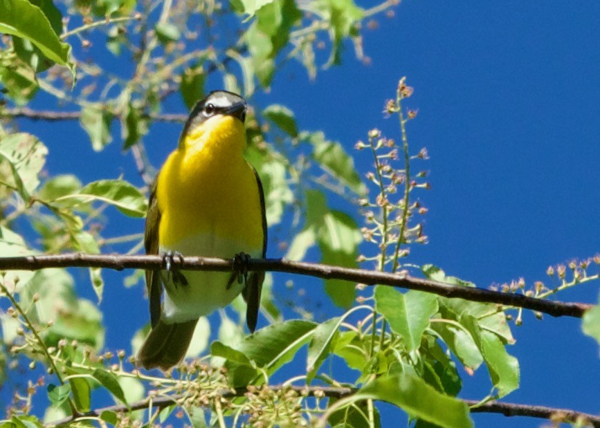 Yellow-breasted Chat - ML618955712