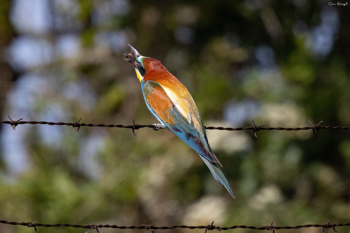 European Bee-eater - Can Karayel
