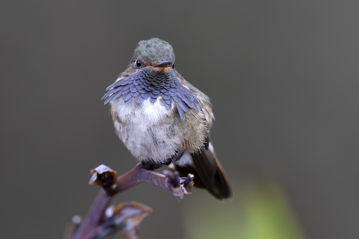 Volcano Hummingbird (Heliotrope-throated) - Jon Irvine