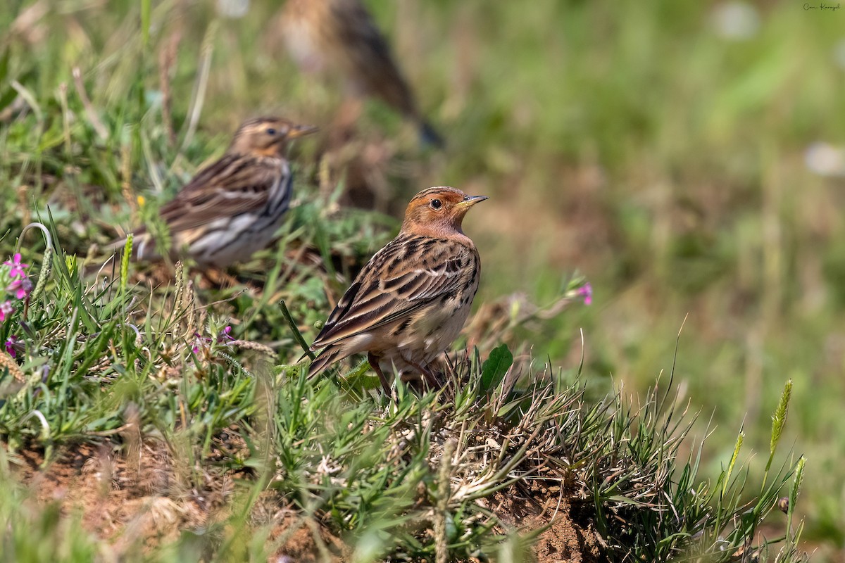 Red-throated Pipit - ML618955727