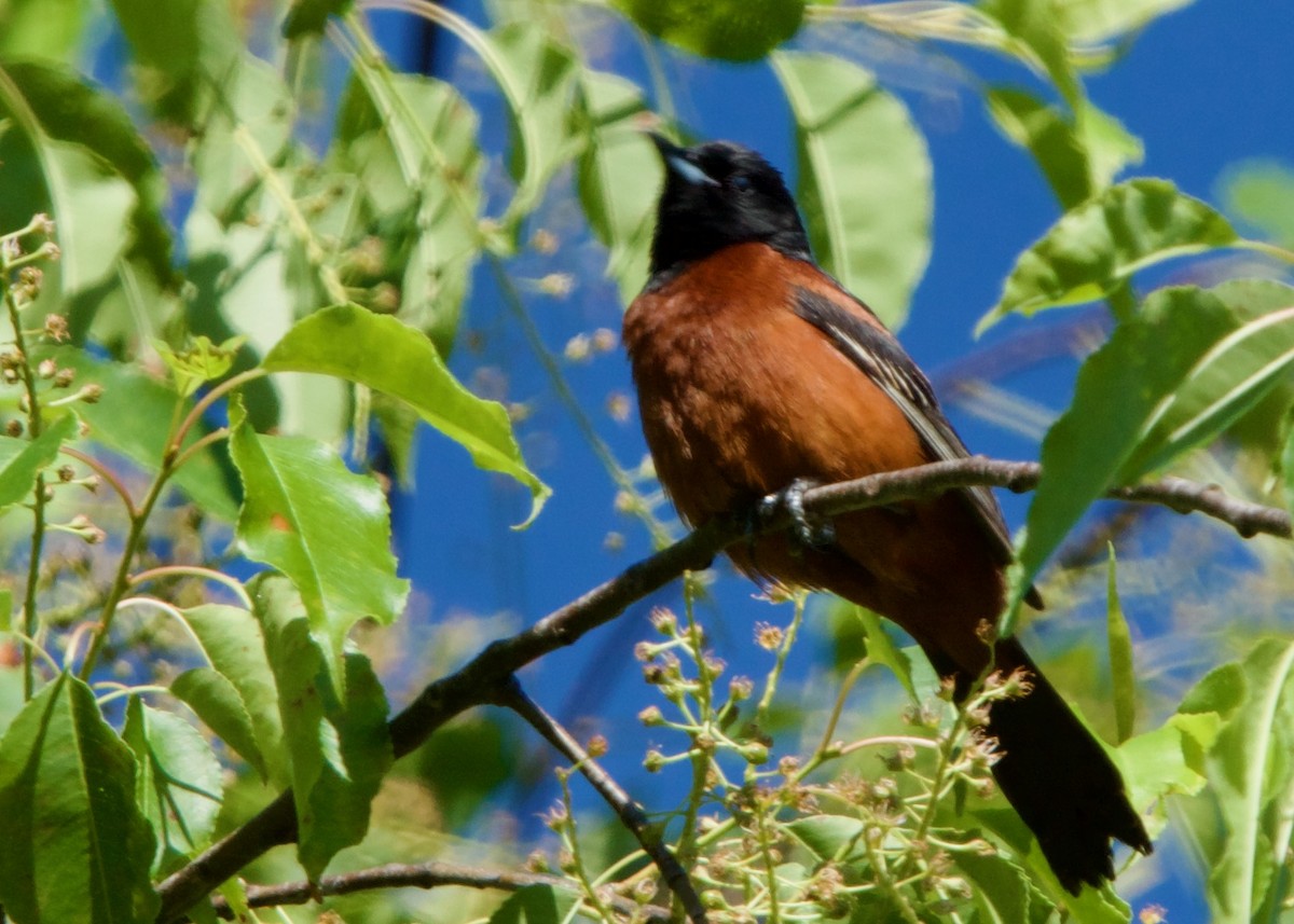 Orchard Oriole - ML618955729