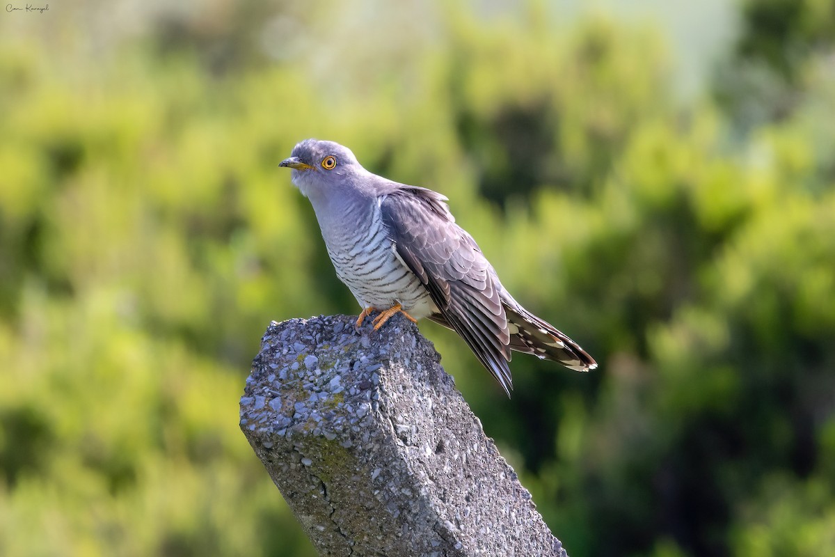 Common Cuckoo - Can Karayel