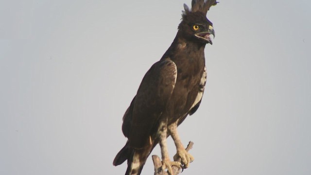 Long-crested Eagle - ML618955766