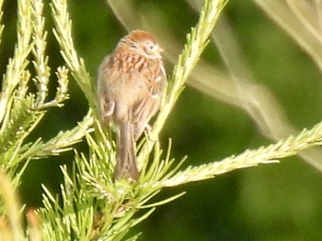 Field Sparrow - Kelly Burke