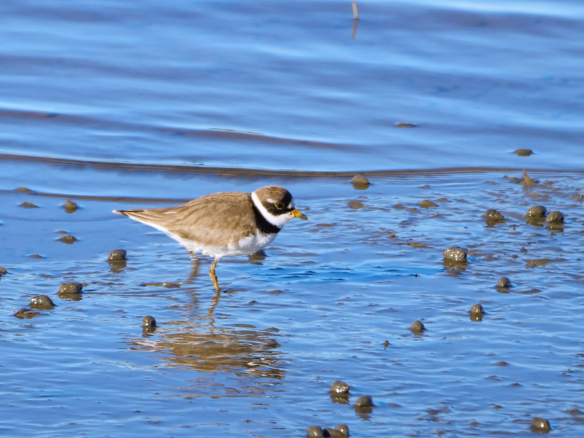 Semipalmated Plover - ML618955798