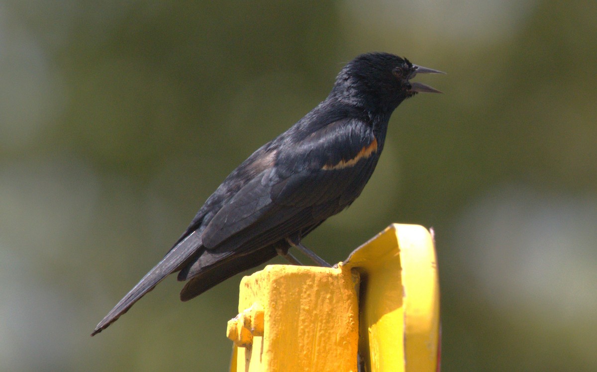 Tawny-shouldered Blackbird - ML618955852