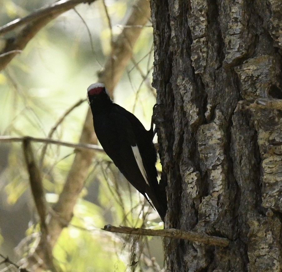 White-headed Woodpecker - Sevilla Rhoads