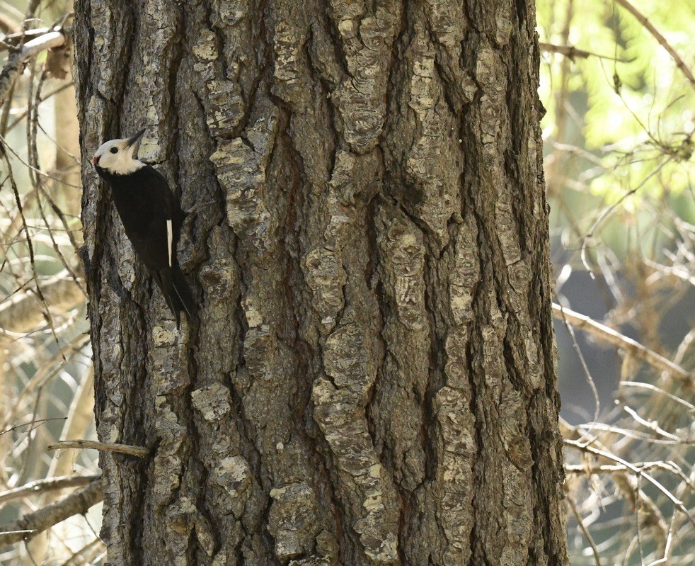 White-headed Woodpecker - Sevilla Rhoads