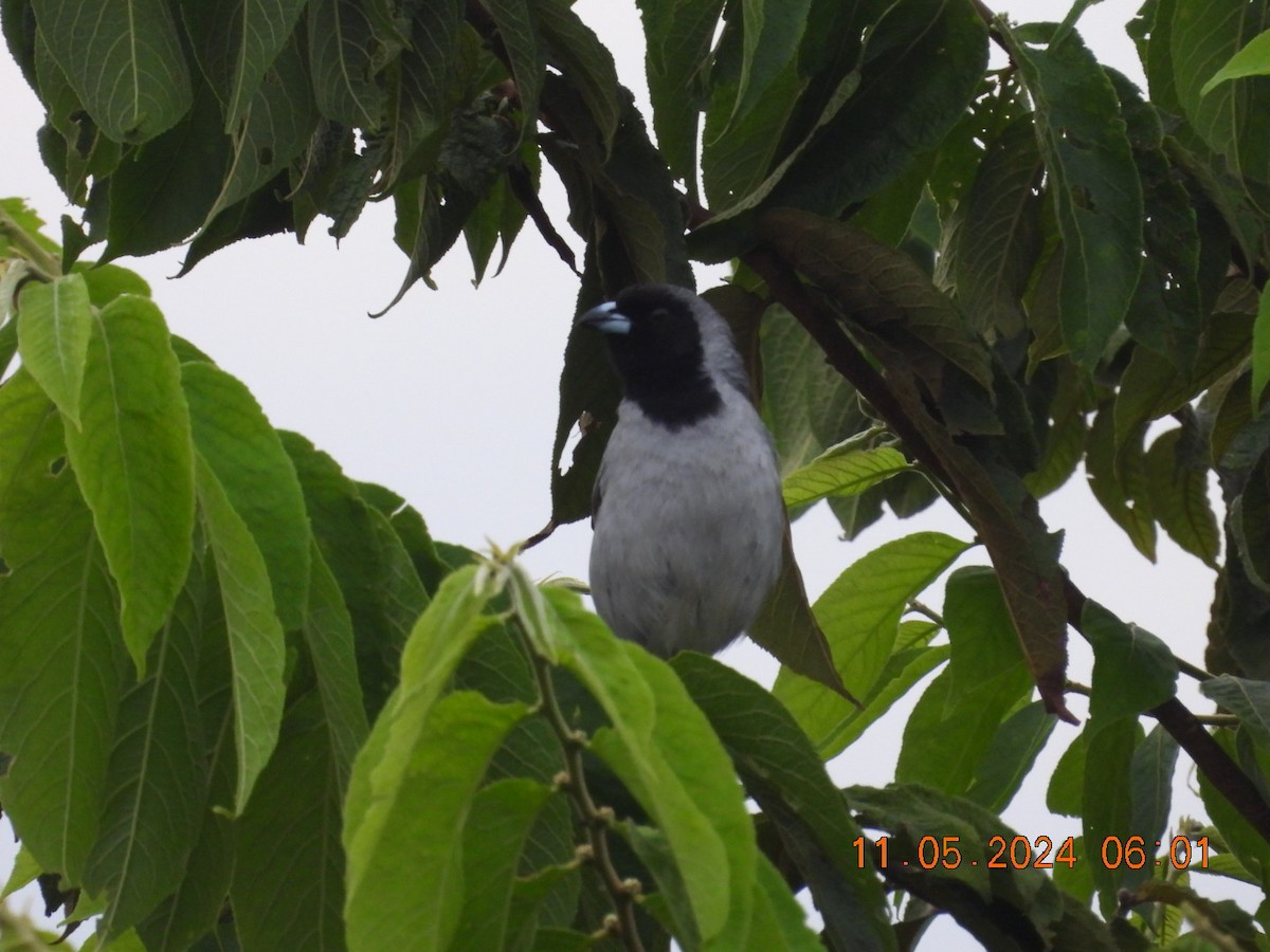 Black-faced Tanager - ML618955866