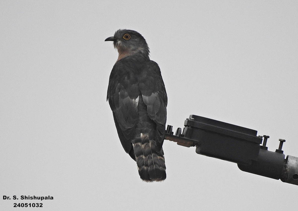 Common Hawk-Cuckoo - Dr. Shishupala S