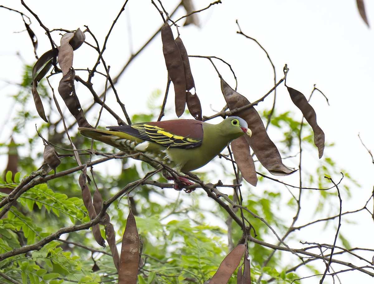 Thick-billed Green-Pigeon - ML618955958