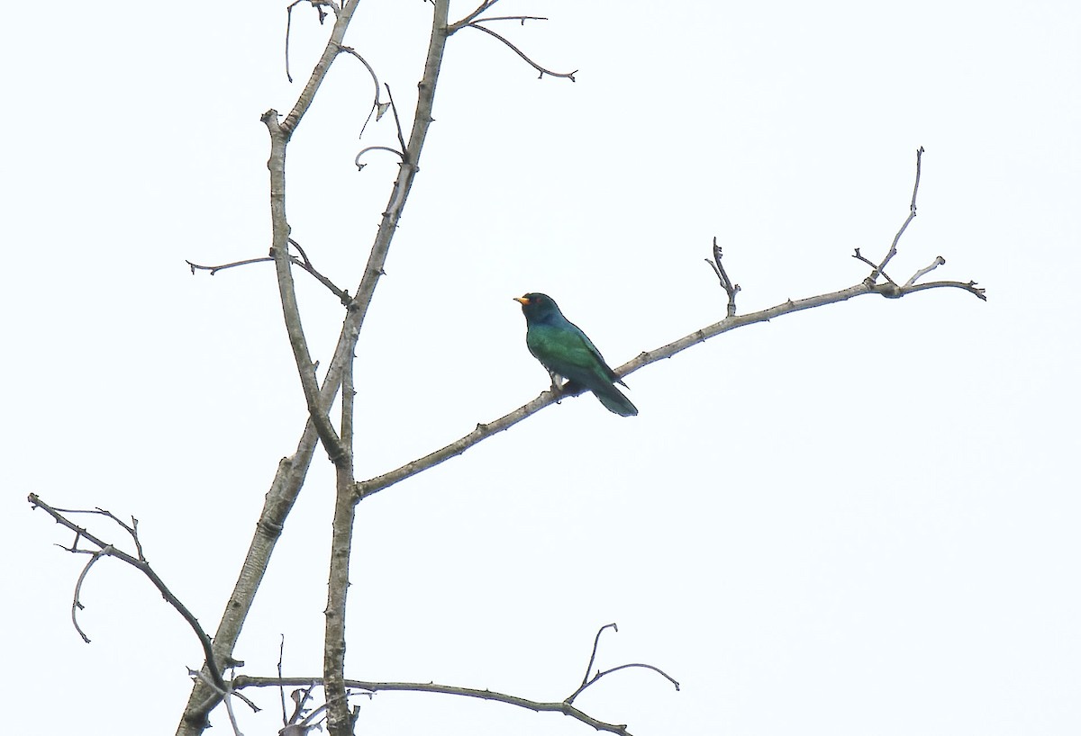 Asian Emerald Cuckoo - ML618955960