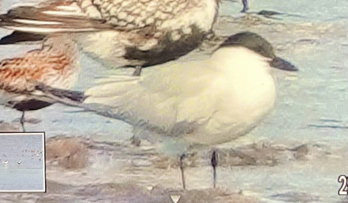 Gull-billed Tern - ML618955962