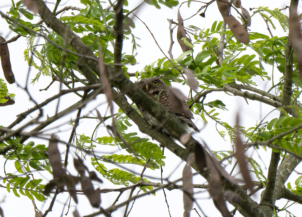 Asian Barred Owlet - ML618955970