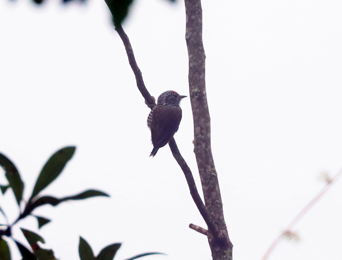 White-barred Piculet - ML618955982