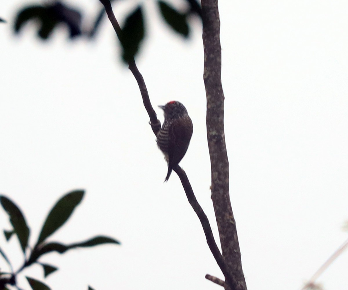 White-barred Piculet - ML618955984