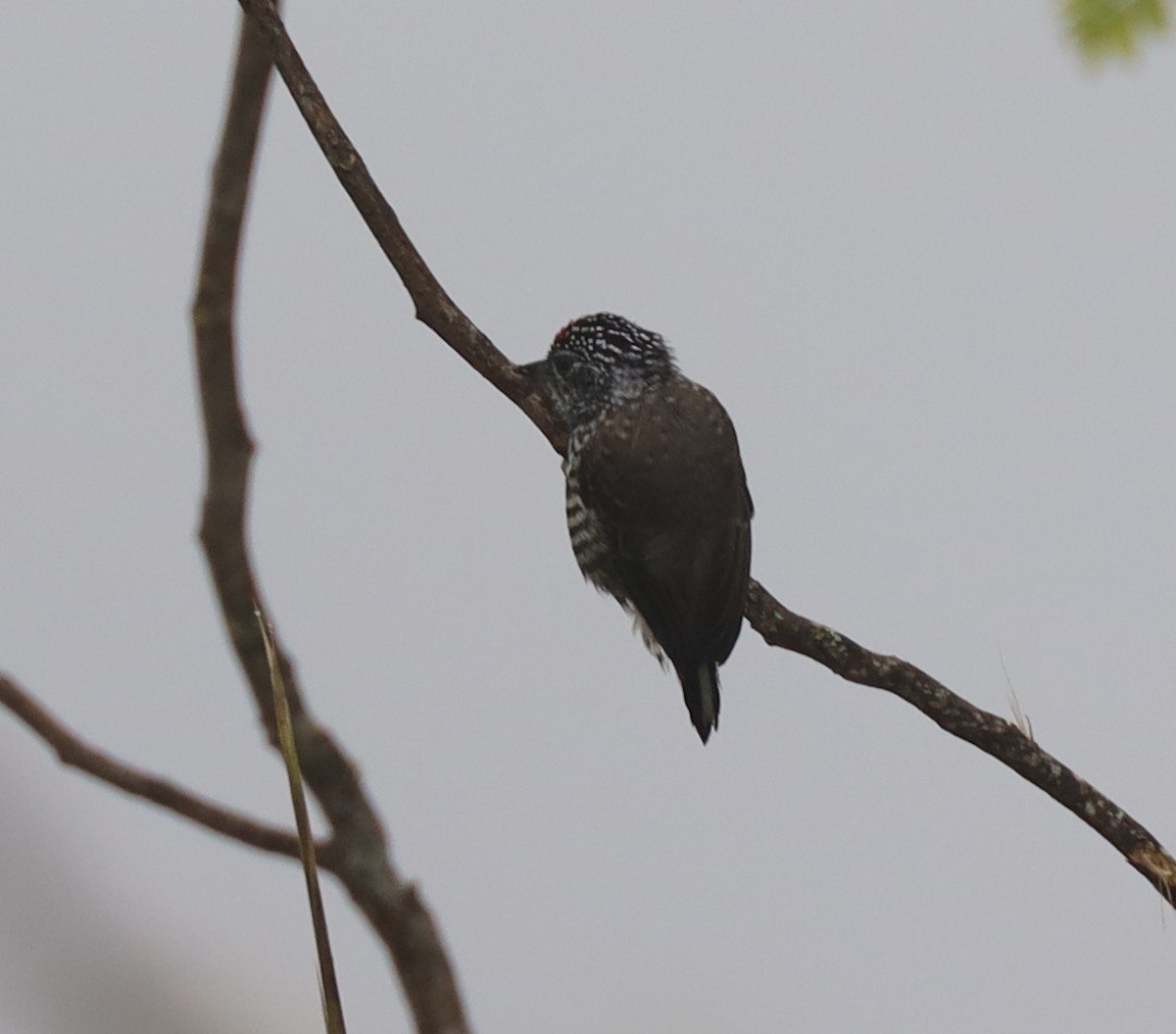 White-barred Piculet - ML618955985