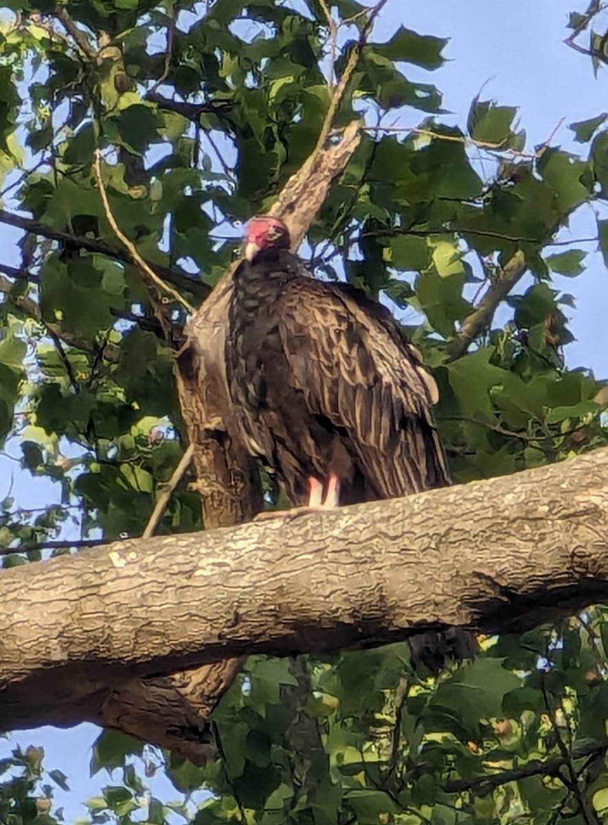 Turkey Vulture - ML618955990