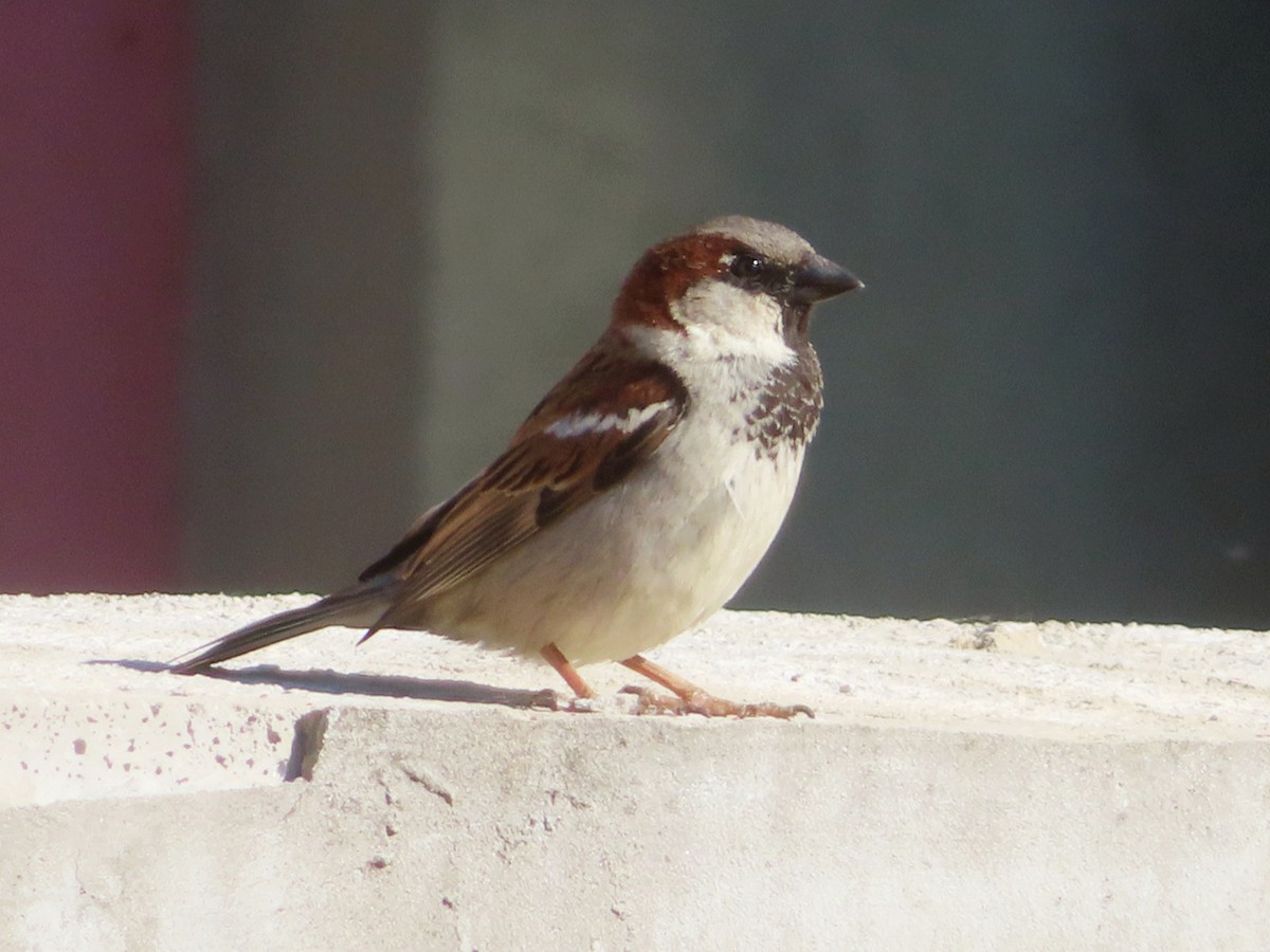 House Sparrow - ML618955998