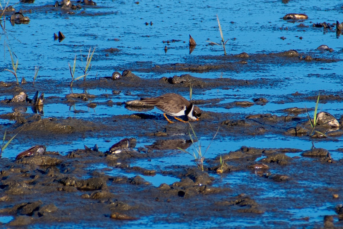 Semipalmated Plover - ML618956004