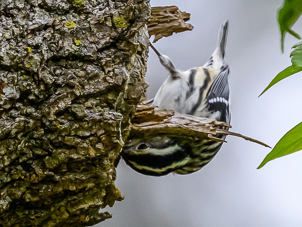 Black-and-white Warbler - ML618956047