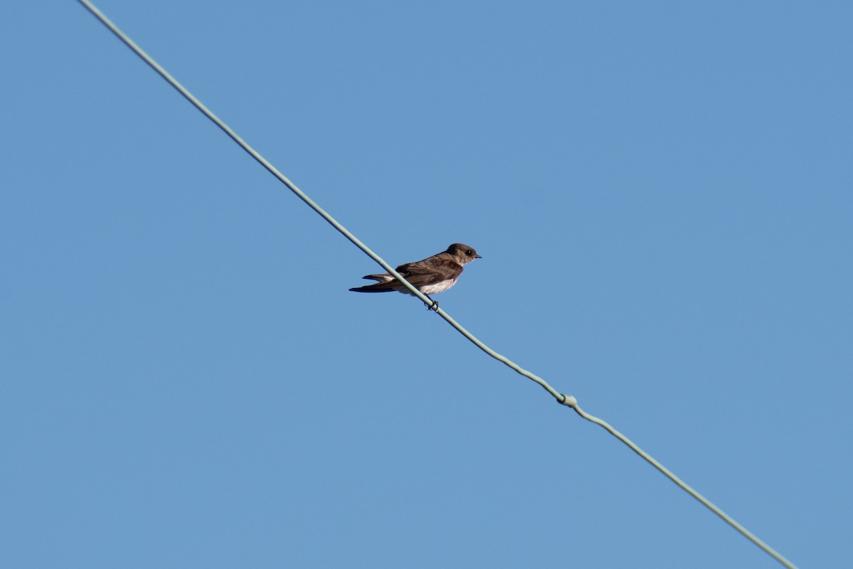 Northern Rough-winged Swallow - ML618956081