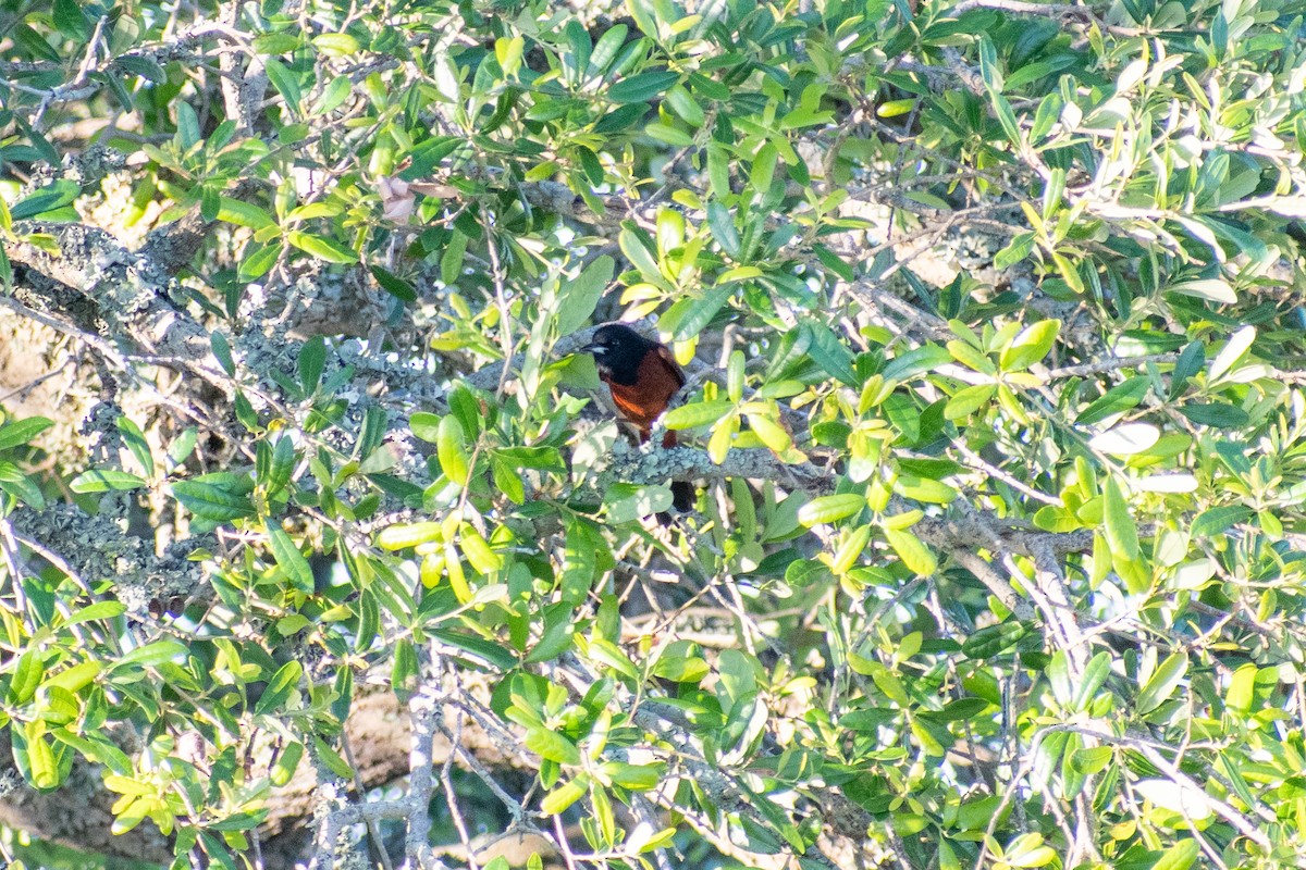 Orchard Oriole - ML618956091