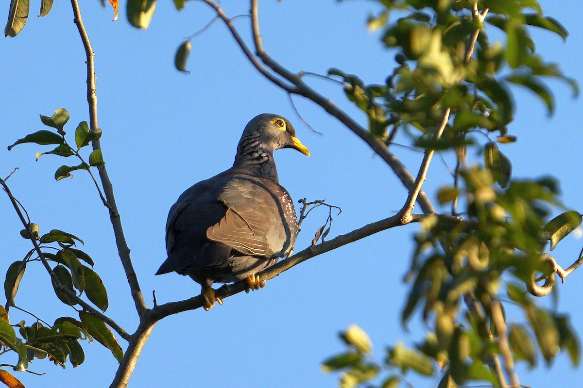 holub olivový - ML618956114