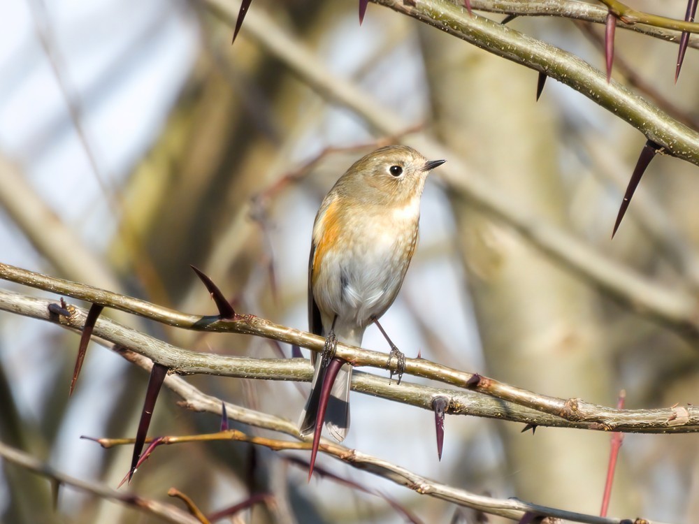 Red-flanked Bluetail - ML618956116