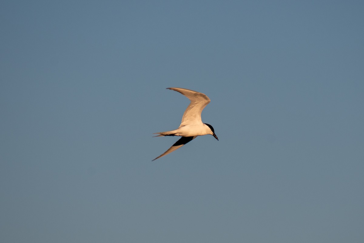 Gull-billed Tern - ML618956117
