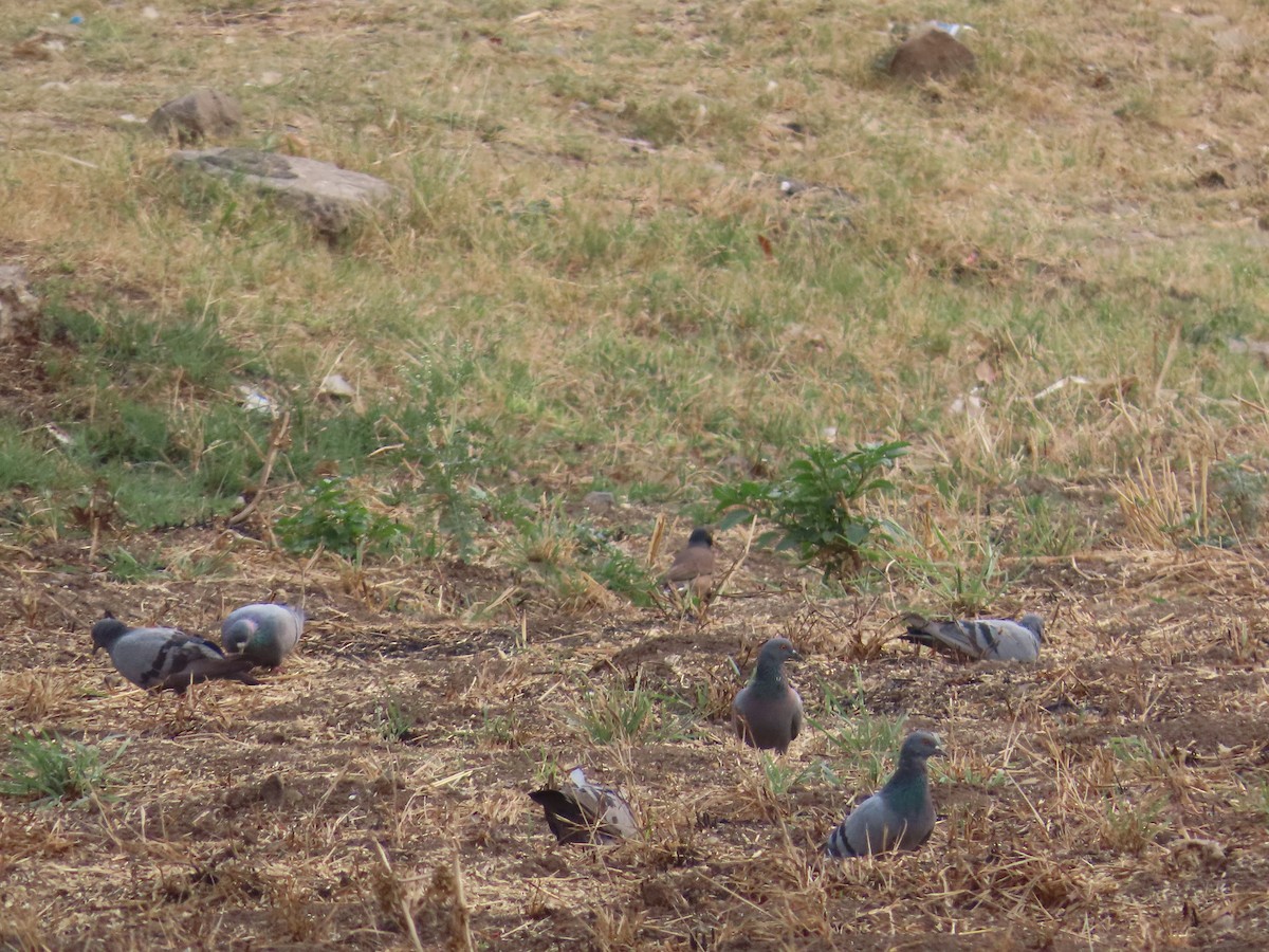 Rock Pigeon (Feral Pigeon) - ML618956159