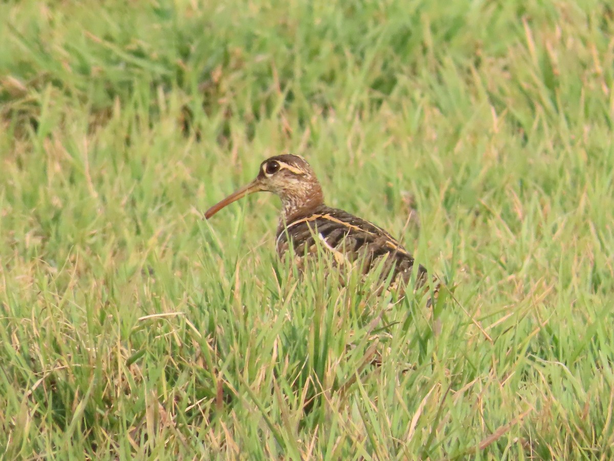 Greater Painted-Snipe - Shilpa Gadgil
