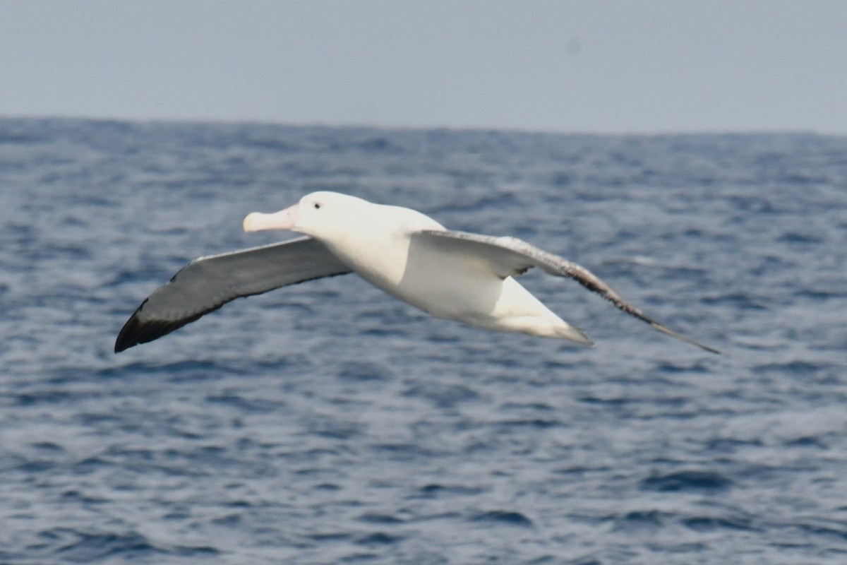 albatros stěhovavý - ML618956182