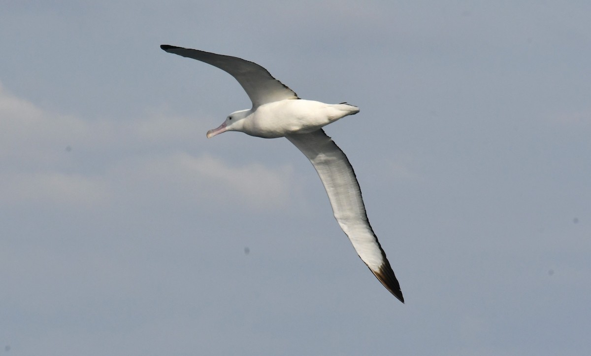 Snowy Albatross - ML618956184