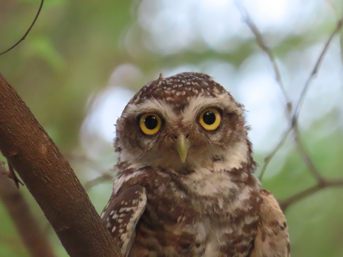 Spotted Owlet - ML618956224